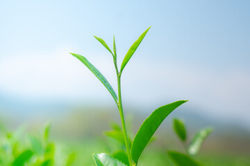 Closeup of Oolong Tea Leaves