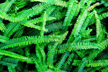 Natural fern pattern. Tropical green fern leaves background. Close up.