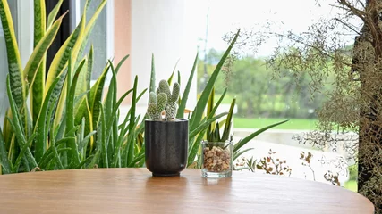 Fototapete Toilette Cactus in the vase decor on wooden table.  © Kittipong