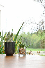 Cactus in the vase decor on wooden table