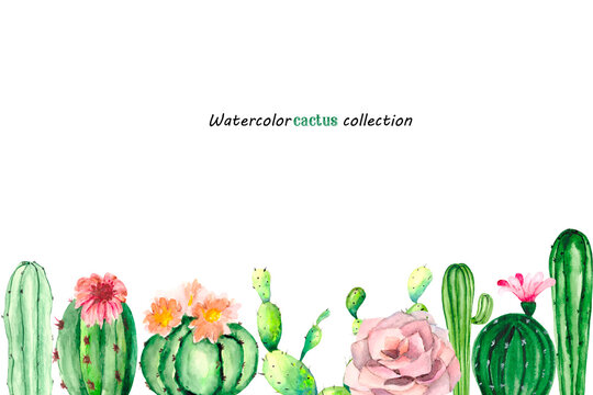 Watercolor postcard with green cacti and pink flowers on a white background with space for text. Bright colorful drawing for postcards, posters and Botanical illustrations.

