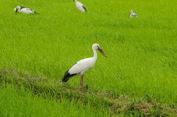 Obraz na płótnie Canvas White and black asian openbill birds in rice filed