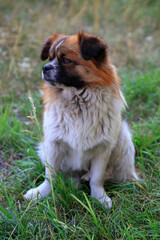 Pet dogs on the grass