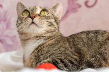 beautiful cat with big green eyes lies on a white sheet on the bed with its red ball for games.