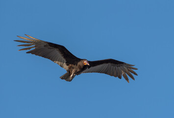 Turkey vulture Cathartes aura bird flying against Yucatan blue sky, Mexico