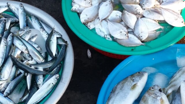 Fish