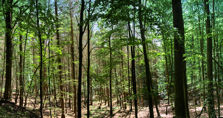 Fototapeta premium Composite panorama of a dense deciduous forest with young trees in the sunshine