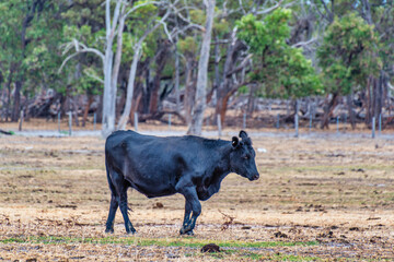 Cows grazing in the meadow at country WA Perth
