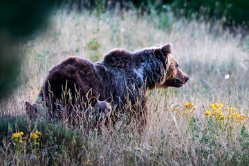 Marsican bear, a typical species of central Italy. A mother bear with her cubs walks among the vegetation in its natural habitat, in the Abruzzo region of Italy. © Gennaro Leonardi