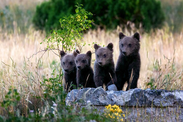 Marsican bear cubs in the wild. Marsican bear cubs, a protected species typical of central Italy....