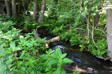 Stadtforst Walsrode, Niedersachsen