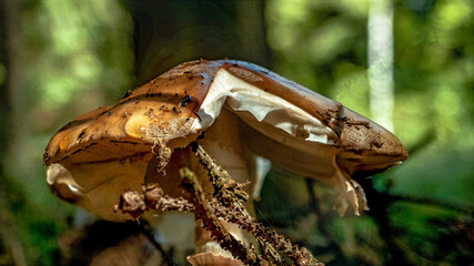 Wald Blumen Feld Landschaft Erzgebirge Städte Dörfer