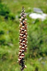 The colourful flowers of an endemic plant at Vradeto village, one of the 45 villages known as Zagoria or Zagorochoria in Epirus region of southwestern Greece.