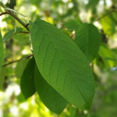
bird cherry leaf