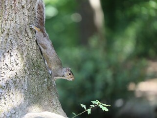 A close up of a squirrel on a branch