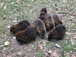 Group of Grazing Nutrias