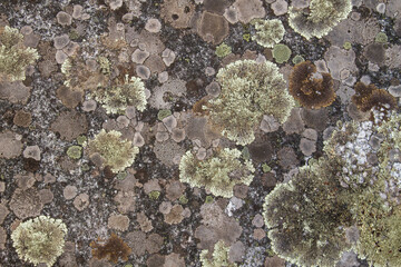 Lichens on rock