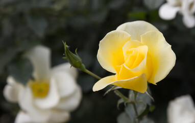 Close-up of yellow rose blossoming in the garden, natural background, symbol of friendship
