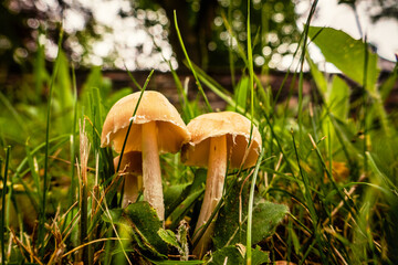 Wald Blumen Feld Landschaft Erzgebirge Städte Dörfer