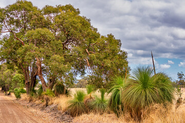Fototapeta premium Native Grass Trees in the bush with flora and fauna outside of Perth