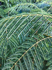 green pine needles