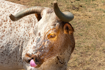 Closeup of a Texas Longhorn beef catlle cow with horns and tongue out