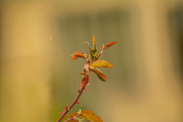 Wald Blumen Feld Landschaft Erzgebirge Städte Dörfer