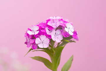 Obraz premium Summer garden. Blossoming Turkish carnation. Turkish carnation red with white . Dianthus barbatus. Caryophyllaceae Family.