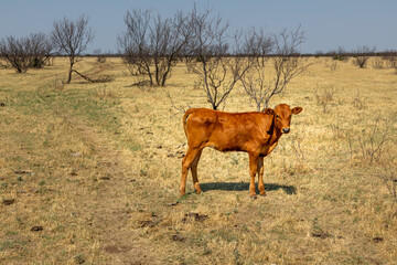 Texas Longhorn beef cattle calf standing in a pasture © Martina