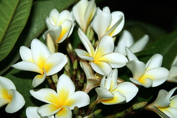 Fototapeta na wymiar Plumeria or Frangipani is a small tree that grows and is revered in many countries as if it has always been part of the local nature and culture.