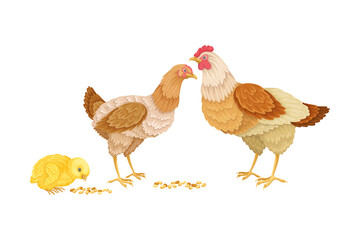 Hen and Chicken Eating Grain from the Ground Vector Illustration