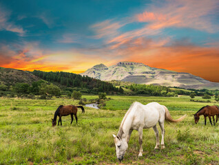 Fototapeta na wymiar Horses grazing in Drakensberg valley in Kwazulu Natal South Africa
