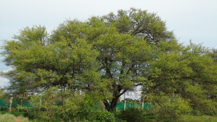 pine tree in the forest