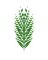 tropical leaf palm summer icon