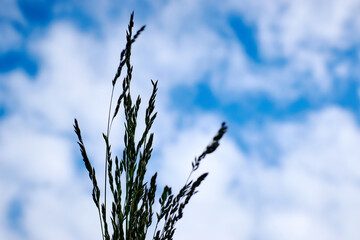 bunch of grass against the sky.