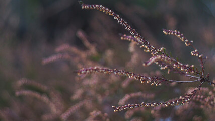 Bruyères aux courbes élégantes