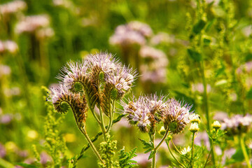 Wald Blumen Feld Landschaft Erzgebirge Städte Dörfer