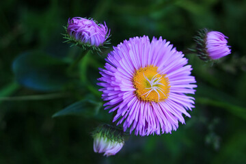 Lilac flowers in the garden