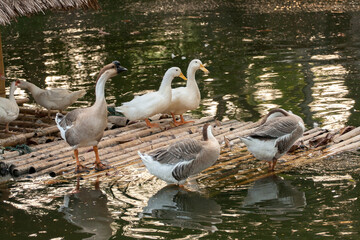 white duck in the garden