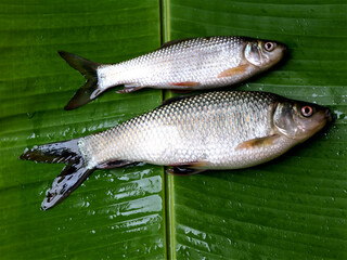 Fresh raw fish kept on plantain leaf