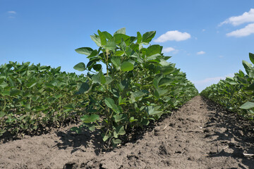 Fototapeta na wymiar Agriculture, green cultivated soybean plants in field, agriculture in late spring or early summer