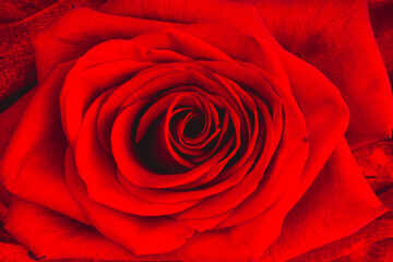 Red rose macro on velvet
