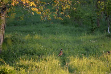 pheasant sitting in green grass at sunset