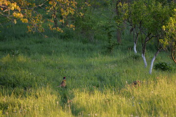 pheasant sitting in green grass at sunset