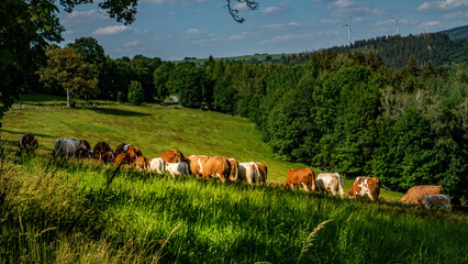 Landschaft Natur 