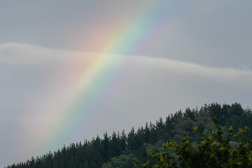 Close-up of the rainbow coming out of the bush