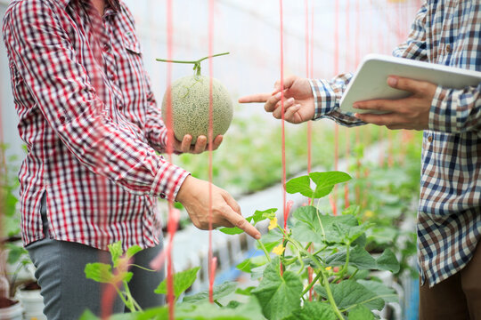 Smart Farm, Farmer Using Tablet Computer Control Agricultural System In Green House Brfore Harvest.