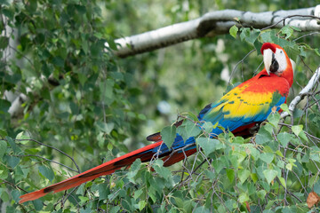 Red parrot in green vegetation. Scarlet Macaw, Ara macao, in dark green tropical forest, Costa Rica, Wildlife scene from nature. Red bird in the forest. © vaclav