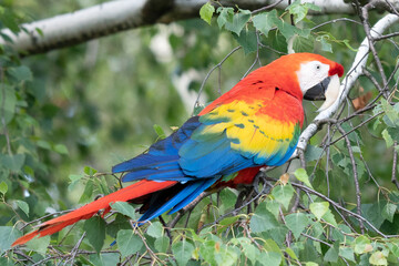 Red parrot in green vegetation. Scarlet Macaw, Ara macao, in dark green tropical forest, Costa Rica, Wildlife scene from nature. Red bird in the forest.