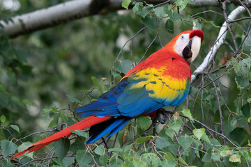 Red parrot in green vegetation. Scarlet Macaw, Ara macao, in dark green tropical forest, Costa Rica, Wildlife scene from nature. Red bird in the forest.